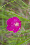 Woodland poppymallow